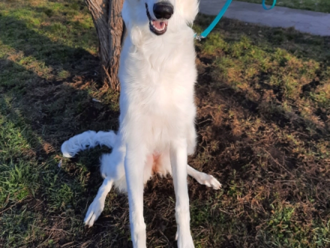 Perros Borzoi en venta