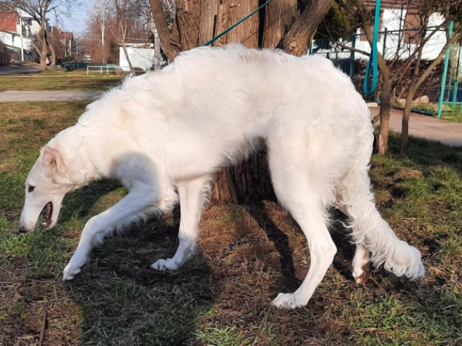 Perros Borzoi en venta