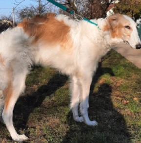 Perros Borzoi en venta