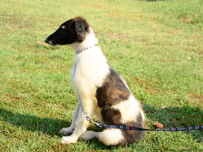 Borzoi puppy for sale