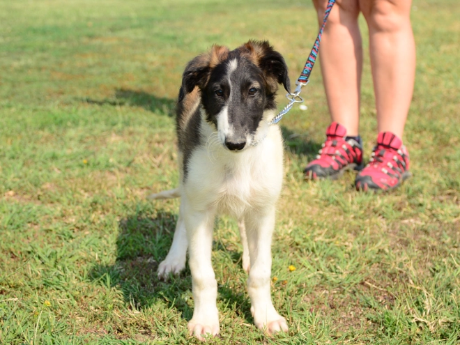 Borzoi puppy for sale