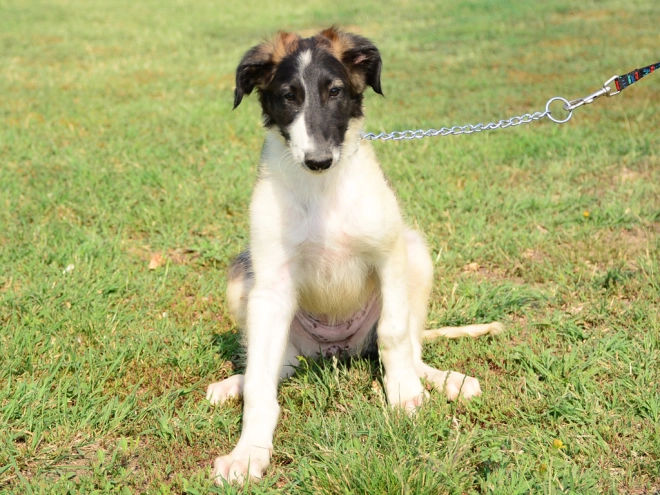Borzoi puppy for sale
