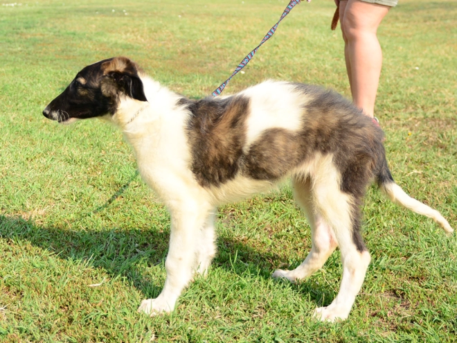 Borzoi puppy for sale