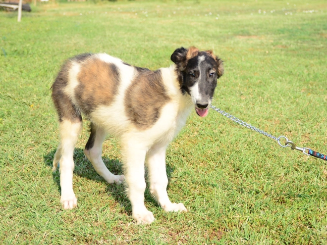 Borzoi puppy for sale