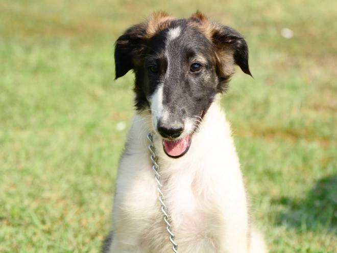 Borzoi puppy for sale