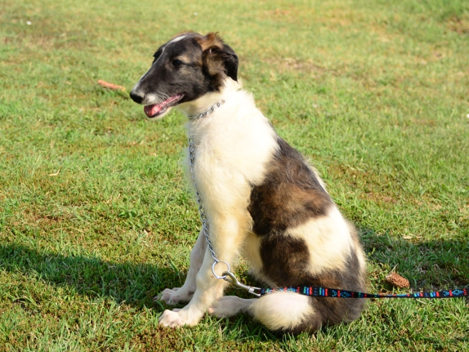Borzoi puppy for sale