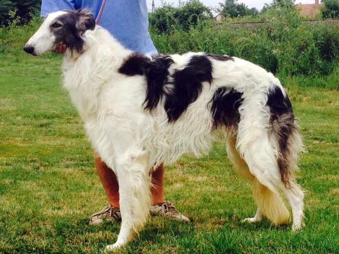Borzoi puppy for sale