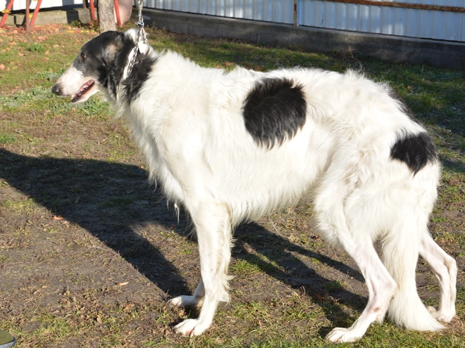 Borzoi puppy for sale