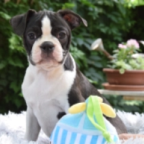 Gandalf, brindle white Terrier de Boston en venta