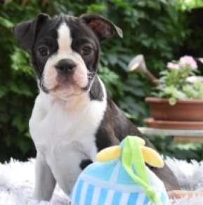 Perros Terrier de Boston en venta