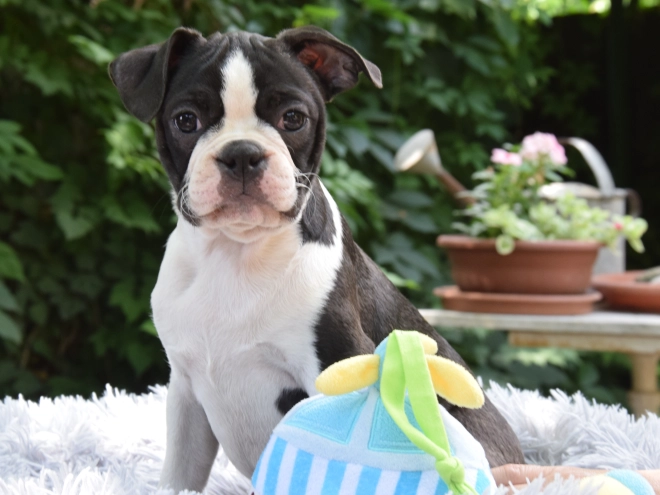 Boston Terrier Welpe kaufen