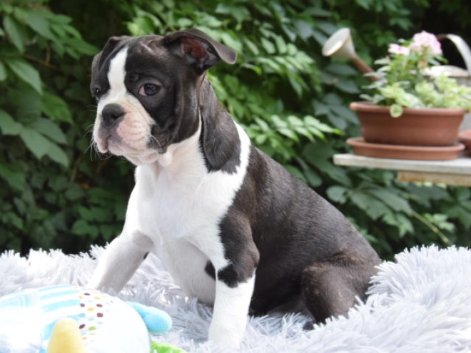 Boston Terrier Welpe kaufen