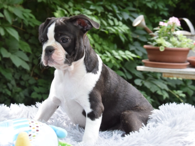 Boston Terrier Welpe kaufen