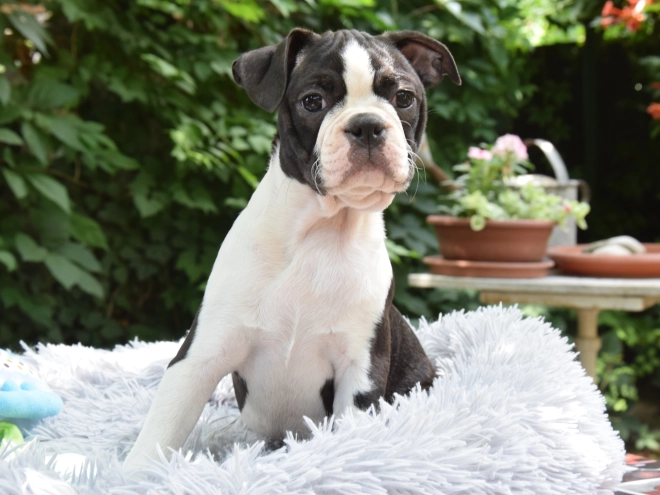 Boston Terrier Welpe kaufen