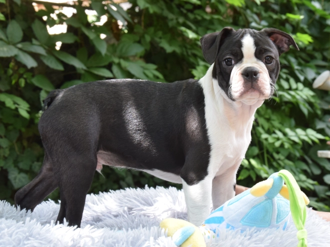 Boston Terrier Welpe kaufen