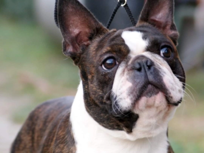 Perros Terrier de Boston en venta