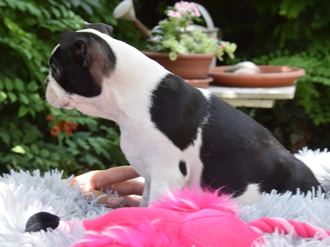 Perros Terrier de Boston en venta