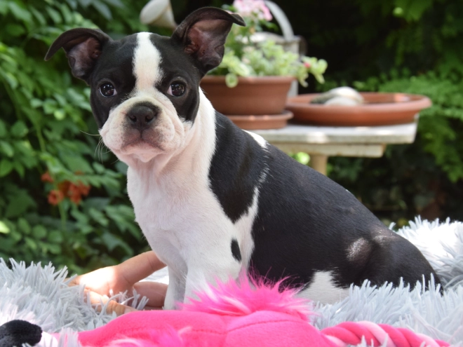 Perros Terrier de Boston en venta