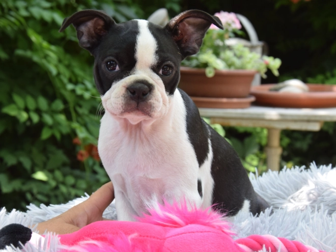 Perros Terrier de Boston en venta