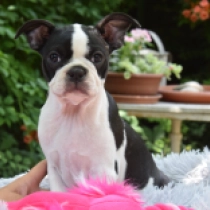 Rose, brindle white Terrier de Boston en venta