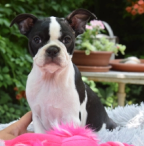 Perros Terrier de Boston en venta