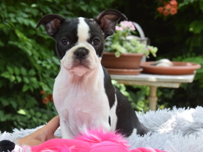 Perros Terrier de Boston en venta