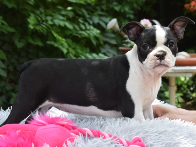 Perros Terrier de Boston en venta