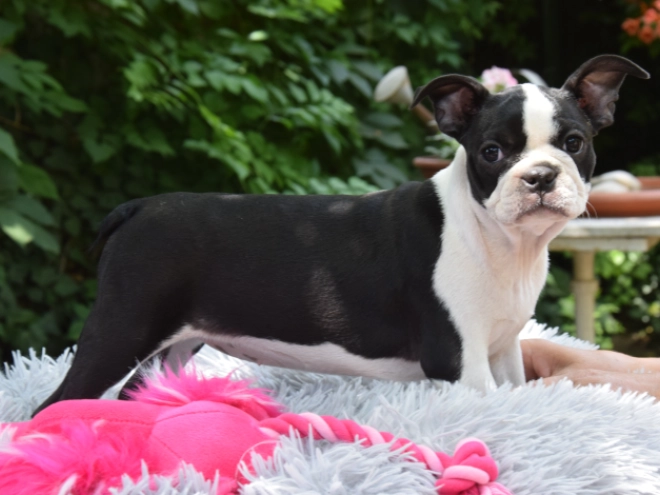 Perros Terrier de Boston en venta