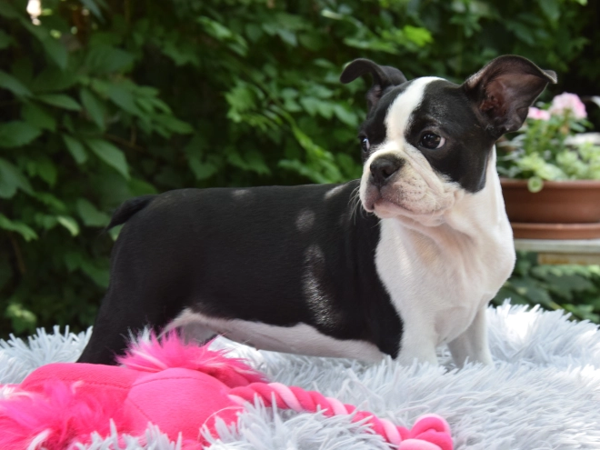Perros Terrier de Boston en venta