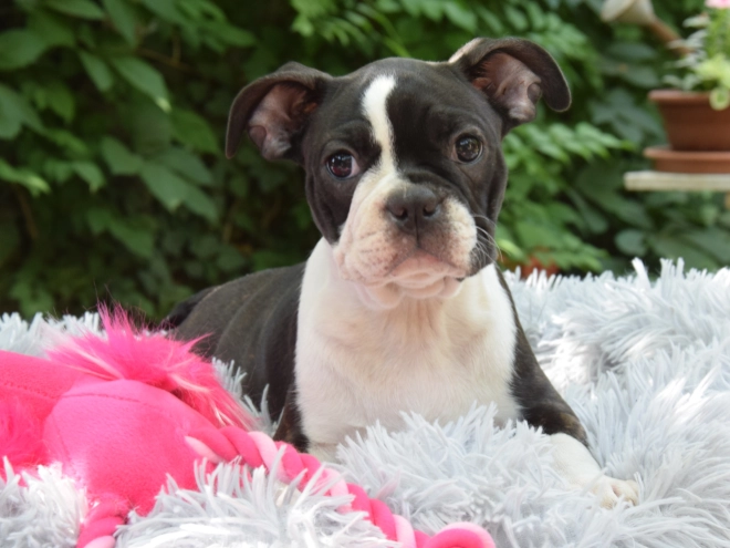 Perros Terrier de Boston en venta