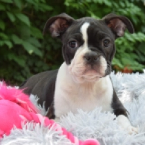 Rachel, brindle white Terrier de Boston en venta