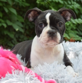 Perros Terrier de Boston en venta