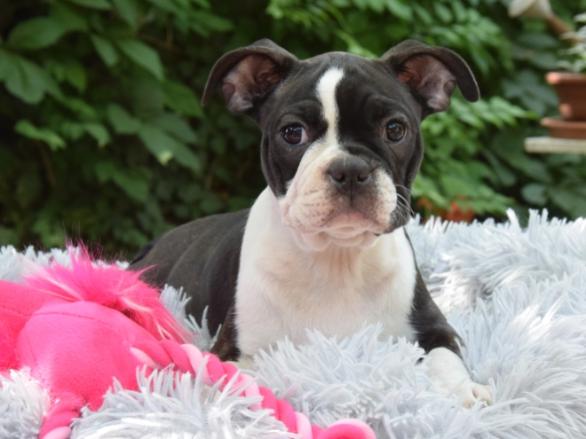 Perros Terrier de Boston en venta