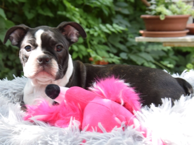 Perros Terrier de Boston en venta