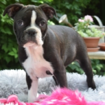 Rebecca, brindle white Terrier de Boston en venta