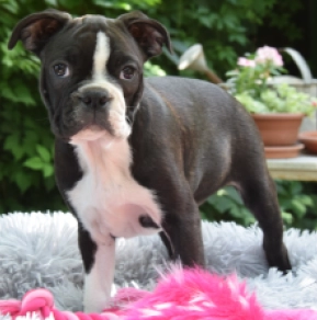 Perros Terrier de Boston en venta