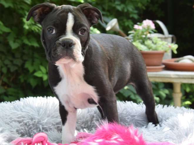 Boston Terrier puppy for sale
