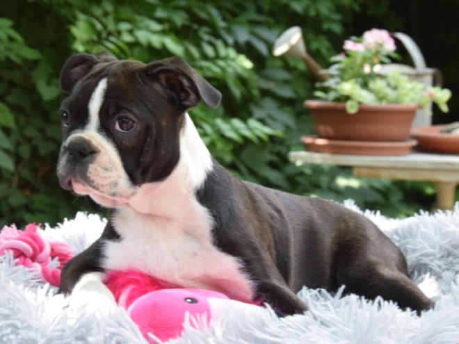 Boston Terrier puppy for sale