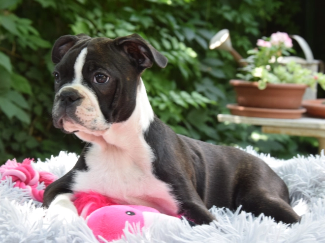 Boston Terrier puppy for sale