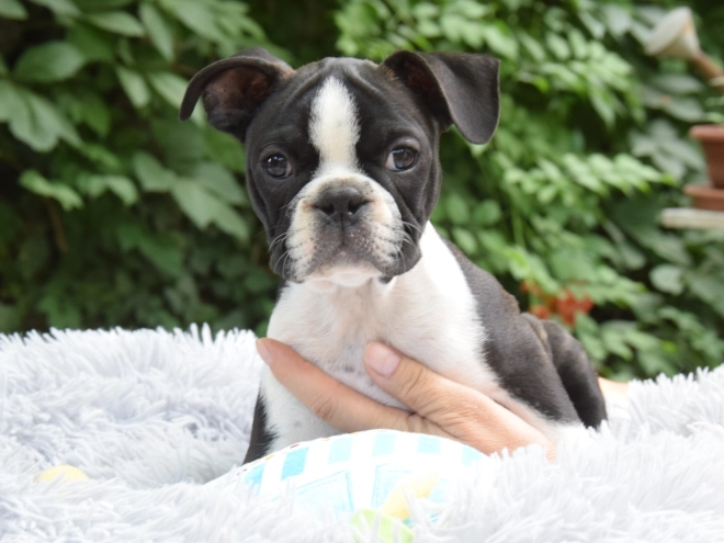 Perros Terrier de Boston en venta