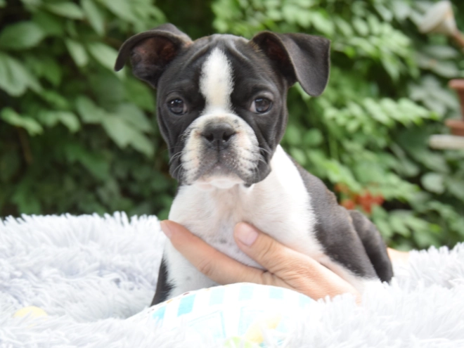 Perros Terrier de Boston en venta