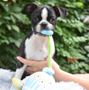 Perros Terrier de Boston en venta