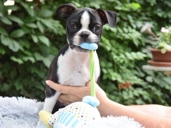 Perros Terrier de Boston en venta