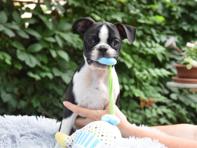 Perros Terrier de Boston en venta