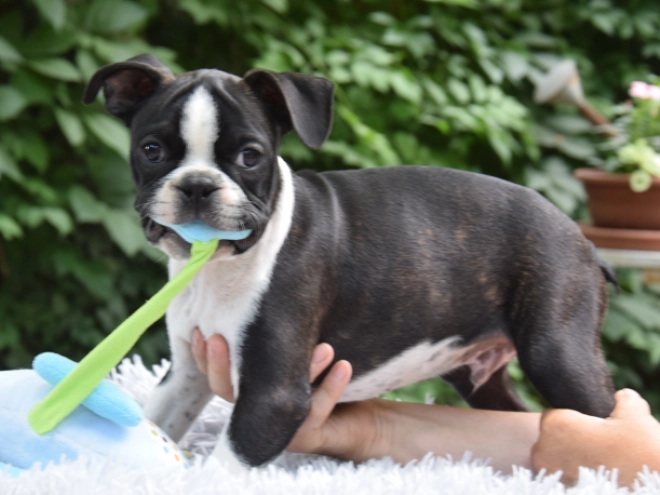 Perros Terrier de Boston en venta