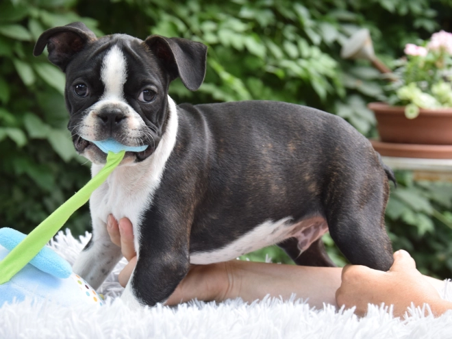 Perros Terrier de Boston en venta