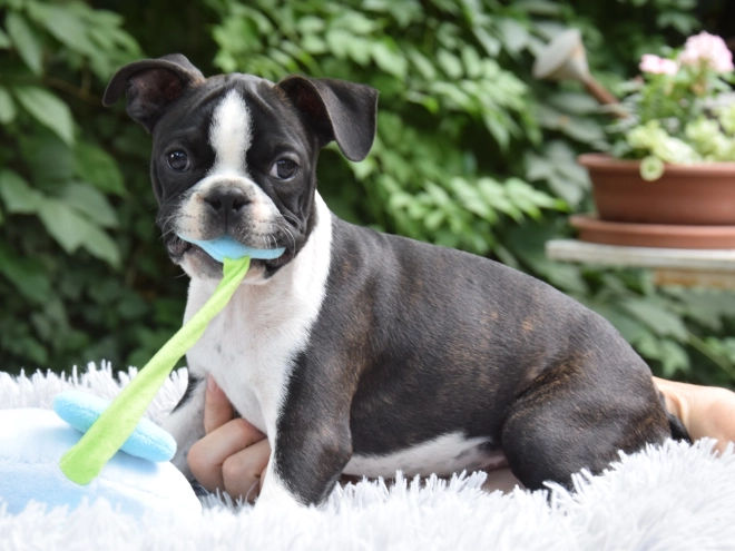 Perros Terrier de Boston en venta