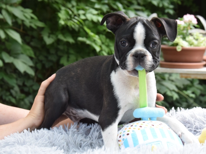 Perros Terrier de Boston en venta