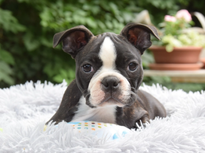 Perros Terrier de Boston en venta