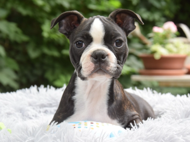 Perros Terrier de Boston en venta